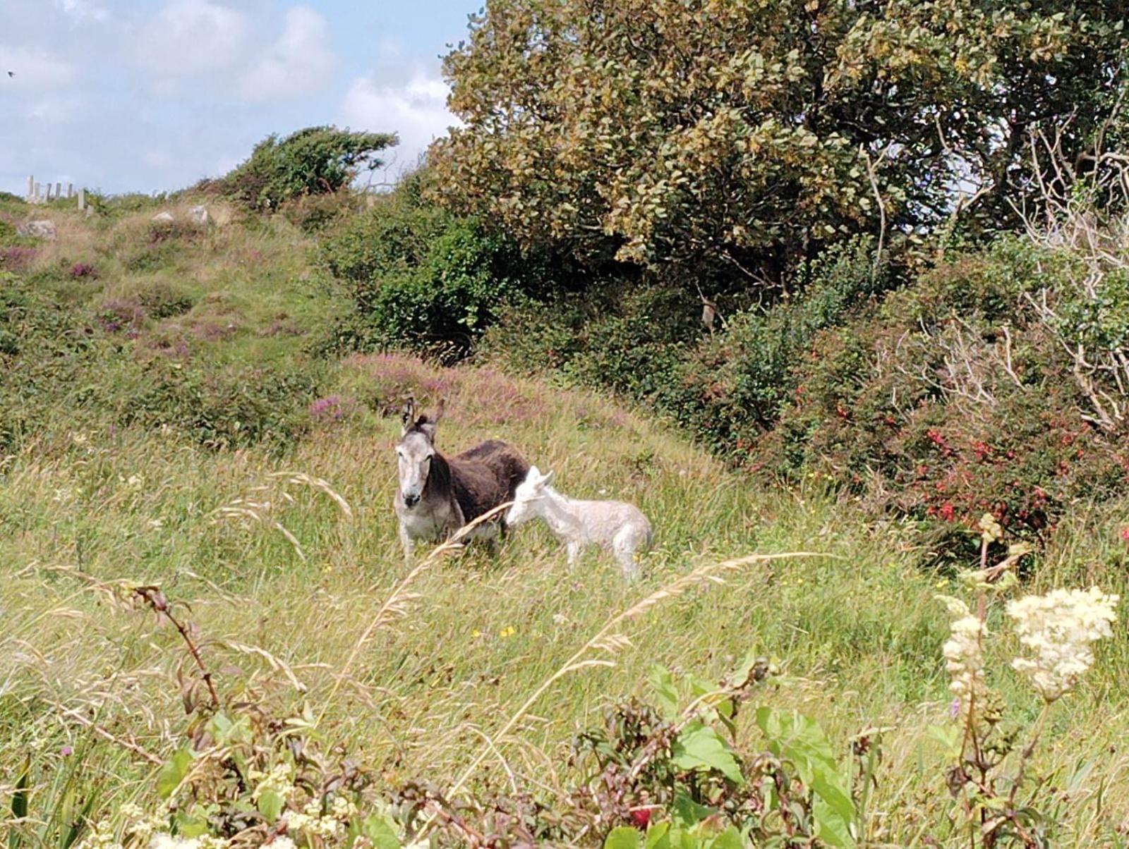 Ballyconneely House ゴールウェイ エクステリア 写真